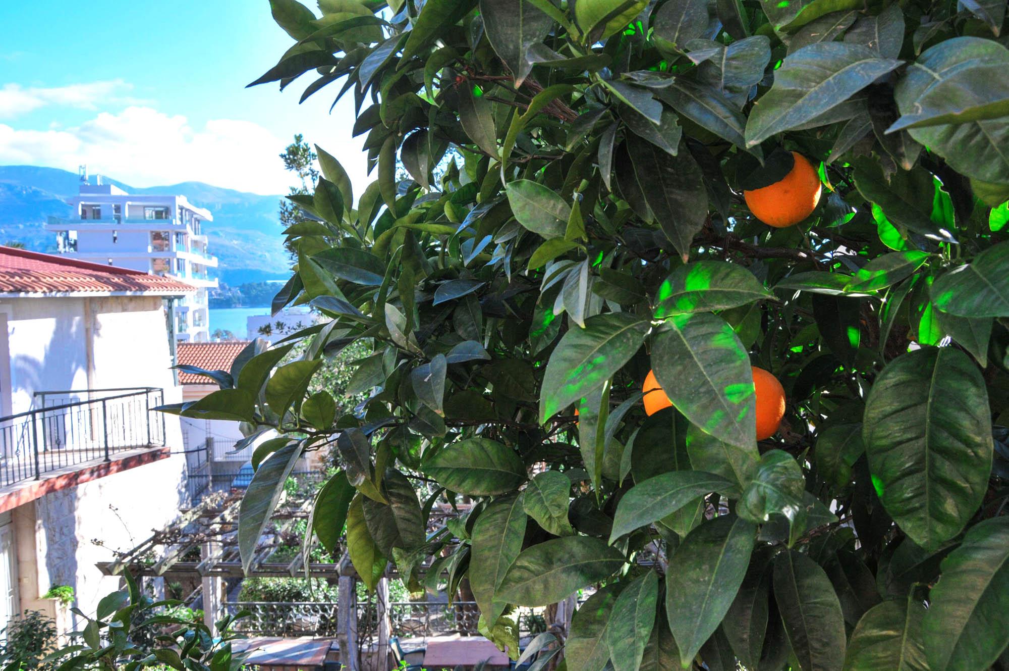 בודווה Apartments Orange מראה חיצוני תמונה