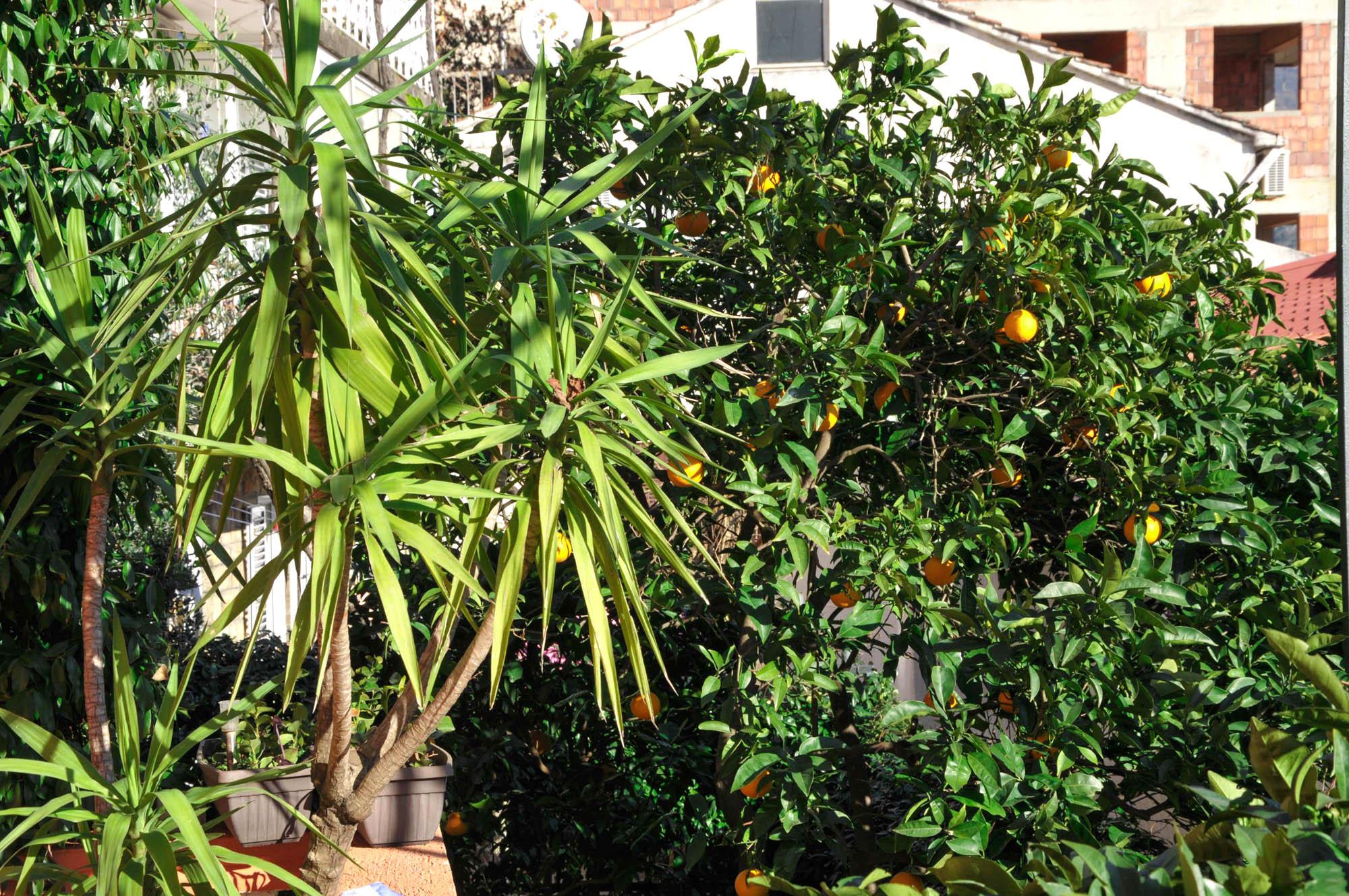 בודווה Apartments Orange מראה חיצוני תמונה